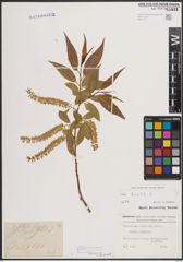 Foto von Salix fragilis L.